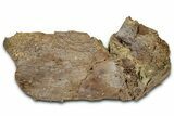 Fossil Dinosaur Bone Section - Wyoming #331061-1